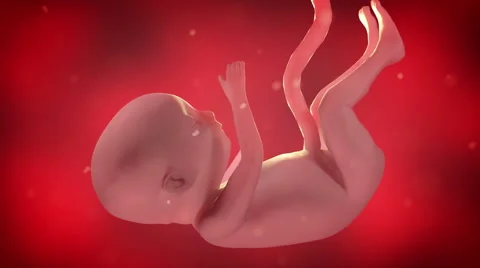 The Human Embryo In The Womb Stock Footage 66503605