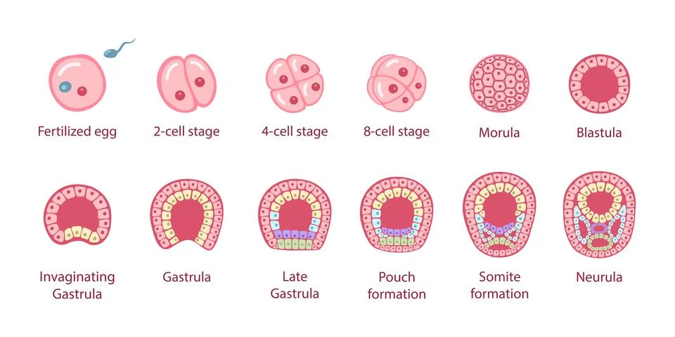 Human embryonic development Illustration
