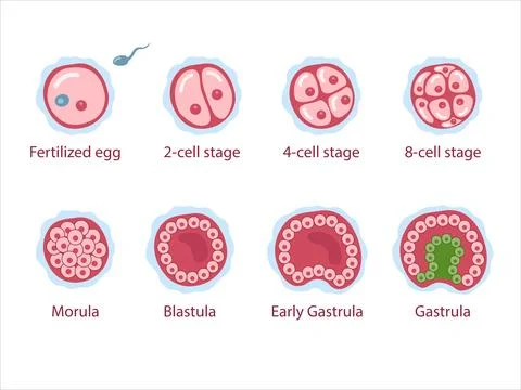 Human embryonic development Illustration
