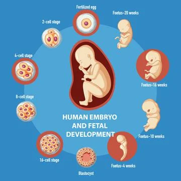 Human embryonic development infographic Stock Illustration