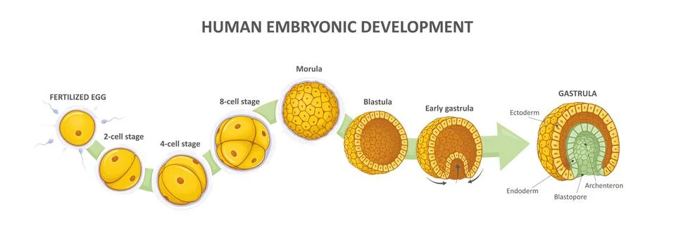 Human embryonic development, or human embryogenesis from zygote to gastrula. Stock Illustration