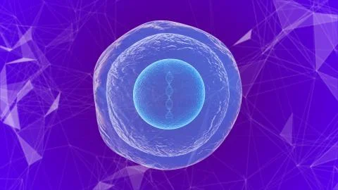 Human embryonic stem cells molecular biochemistry research technology Stock Illustration