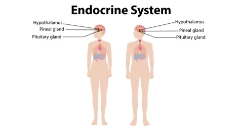 Human endocrine system animation showing glands on male and female anatomy .. Stock Footage 332687877