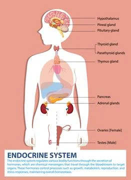 Human Endocrine System Diagram Stock Illustration