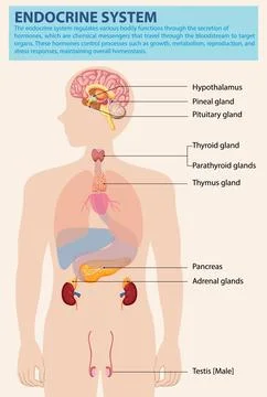 Human Endocrine System Diagram Stock Illustration