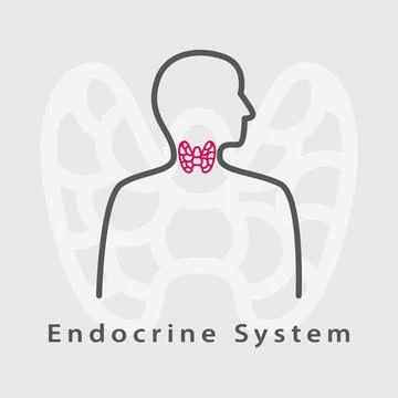 Human endocrine system icon. Stock Illustration