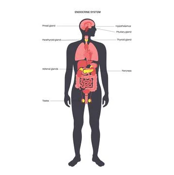 Human endocrine system Stock Illustration
