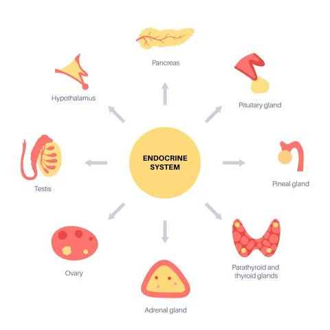 Human endocrine system 库存插图