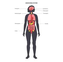 Infographic Human Body Endocrine System Biology Endocrine System
