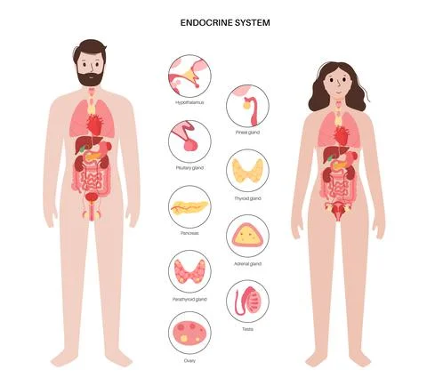 Human endocrine system Illustrazione stock