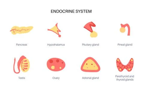 Human endocrine system 库存插图