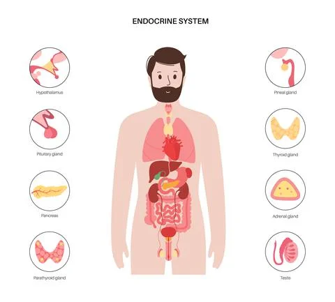 Human endocrine system 库存插图