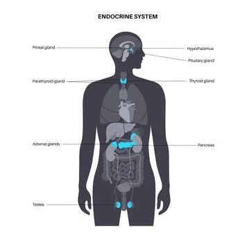 Male Reproductive System Diagram Illustrations ~ Vectors | Page 8