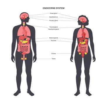Human endocrine system Stock Illustration