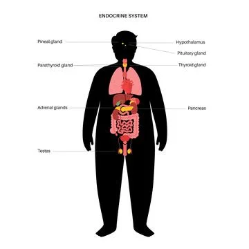 Human endocrine system Stock Illustration