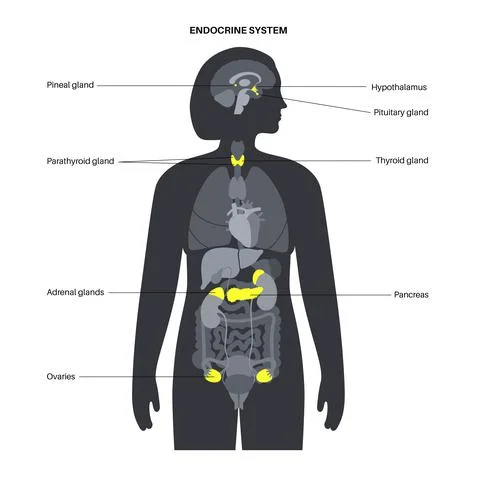 Human endocrine system Stock Illustration