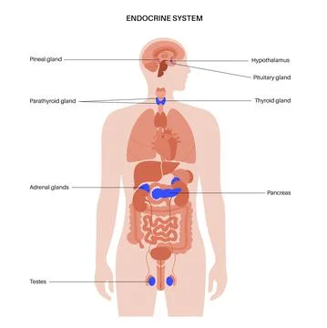 Human endocrine system Stock Illustration