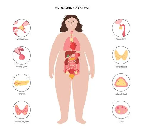 Human endocrine system イラスト素材