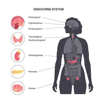 Human endocrine system Stock Illustration