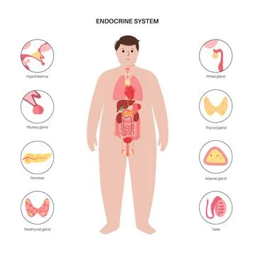 Human endocrine system Stock Illustration
