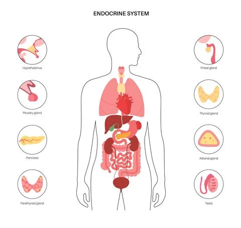 Human endocrine system Stock Illustration