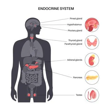 Human endocrine system 库存插图