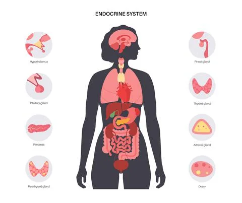 Human endocrine system 库存插图