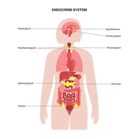 Human endocrine system Stock Illustration