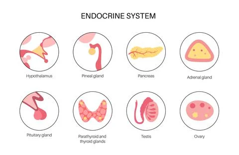 Human endocrine system 库存插图