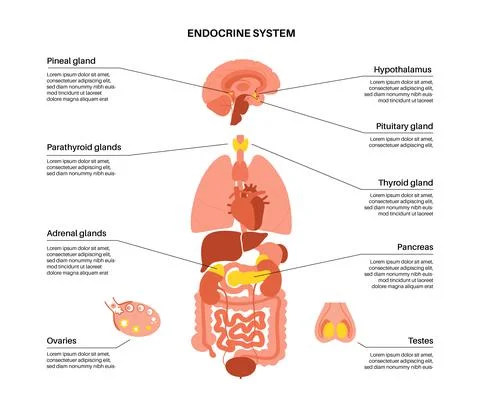 Human endocrine system Stock Illustration