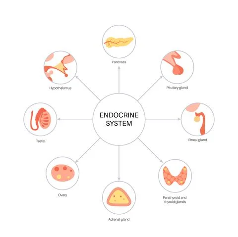 Human endocrine system 库存插图