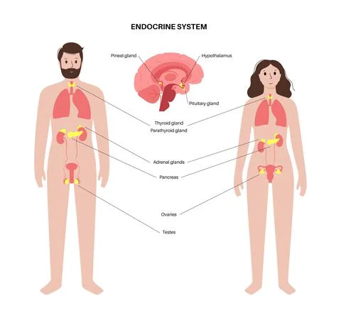 Human endocrine system イラスト素材