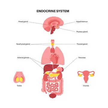Human endocrine system イラスト素材