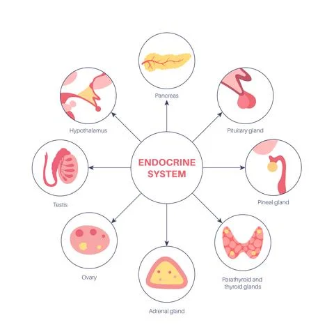 Human endocrine system Illustrazione stock