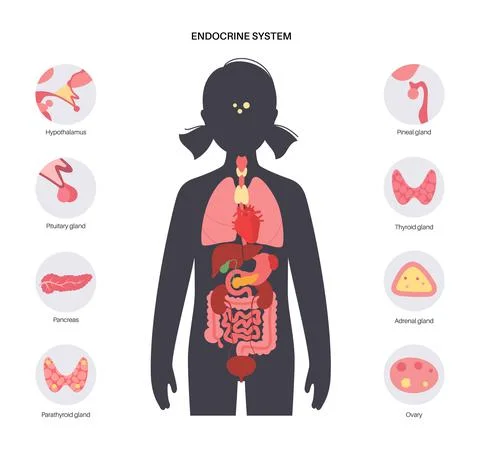 Human endocrine system 库存插图