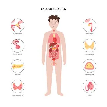 Human endocrine system Stock Illustration