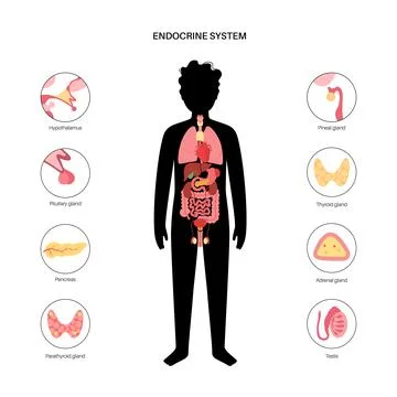 Human endocrine system Illustrazione stock
