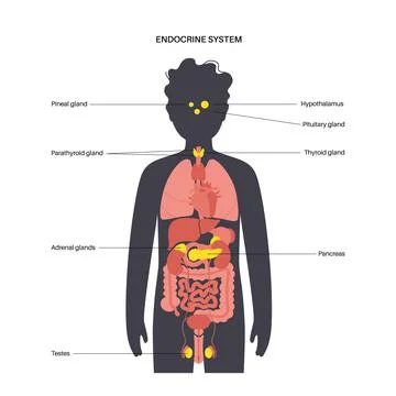 Human endocrine system Stock Illustration
