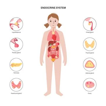 Human endocrine system Stock Illustration