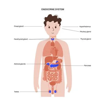 Human endocrine system Stock Illustration