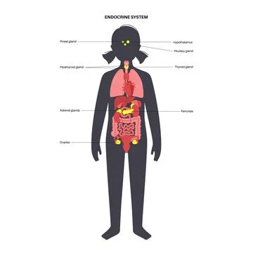 Human endocrine system 库存插图