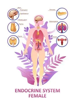Human endocrine system organs poster Stock Illustration
