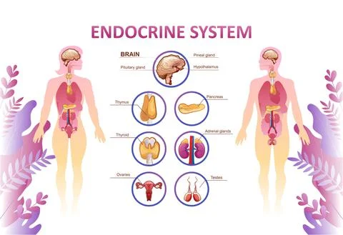 Human endocrine system organs poster Stock Illustration