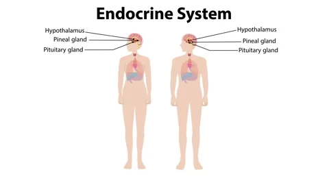 Human Endocrine System Overview Stock Footage 292230495