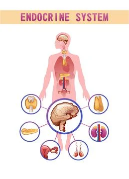Human endocrine system vector illustration Stock Illustration