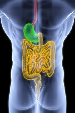 Human entrails Stock Illustration