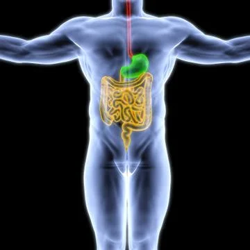 Human entrails Stock Illustration