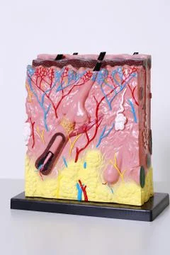 Human epidermis Stock Photos