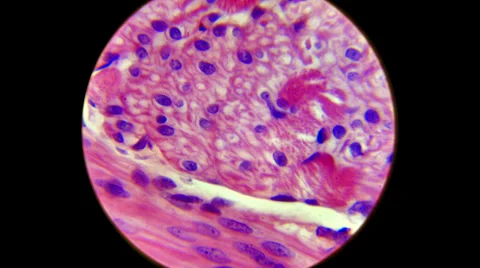 Human Epithelial Tissue 2000x Stock Footage 39807155