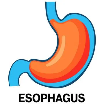 Human esophagus and stomach vector icon Illustrazione stock